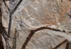 Tam 390 milyon yıllık! Dünyanın en eski ağaç fosili bulundu...