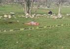 Antalya’da korkunç olay! Başıboş köpekler kadını parçalayarak öldürdü