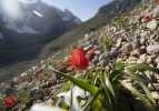 Tunceli'de karın eridiği dağ eteklerinde bahar çiçekleri açtı