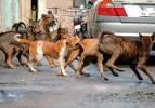 Dehşet sa&ccedil;maya devam ediyorlar! Diyanetin sokak k&ouml;peği g&ouml;r&uuml;ş&uuml; belli oldu... 