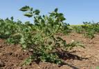 Meşhur Çanakkale domates fideleri toprakla buluştu