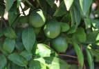 Adana'da limonun fiyatını düşürecek hasat başladı