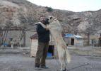 Kangal köpeklerinin rengi sarıya döndü