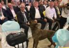 Antalya'da fuara giren başıboş köpek vatandaşları korkuttu