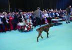 Başıboş k&ouml;pek protokol&uuml; tedirgin etti! Dron kovalamaya &ccedil;alıştı