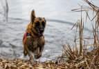 Deprem, çığ, sel, heyelan her türlü afet yerlerinde görev alıyorlar! Jandarmaya böyle köpek seçiliyor