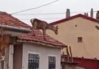 K&ouml;pekten korktuğu i&ccedil;in &ccedil;atıya &ccedil;ıkan kızıl geyik, 3 metreden kafa &uuml;st&uuml; d&uuml;şerek &ouml;ld&uuml;