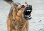 En fazla insan öldüren köpekler açıklandı! Dünyanın en acımasız köpeği seçildi...