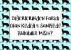 5 saniyede diğerlerinden farklı kediye bul: Bu zeka testini geçebilen neredeyse yok!