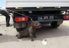 Malatya'da pitbull dehşeti: Bir kadın yaralandı