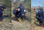 Hem ağlatan hem de güldüren manzara: Firari kurbanlık koyunları çamur durdurdu...