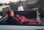 Antalya'da korkunç olay: Hayvan parkından kaçan aslan bir kişiyi ağır yaraladı