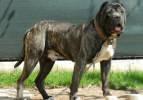 Dünyada en çok yasaklanan köpek cinsleri! İlk çocukları ısırıyor