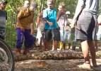 Tavuklara yem vermek istedi 8 metrelik pitona yem oldu 