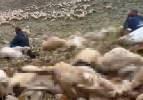 Tunceli’de yaylaya yıldırım düştü; 200 küçükbaş telef oldu