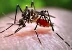 Chikungunya alarmı: 'Dikkat etmek gerekiyor' diyerek uyardı