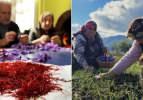 Safranbolu’da 600 bin TL’lik safran hasadı başladı! Safranın faydaları saymakla bitmiyor