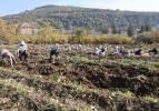 Kuraklık verimi yarı yarıya d&uuml;ş&uuml;rd&uuml;! Tatlı patatesin tarla ve manav fiyatı dikkat &ccedil;ekti 