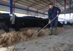 M&uuml;hendisliği bırakıp hayvancılığa başladı