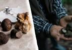 Edirne'den d&uuml;nyaya tr&uuml;f mantarı ihra&ccedil; ediyor: Kilosu yılda 7 bin ile 20 bin arası değişiyor!