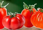 TasteAtlas, d&uuml;nyanın en iyi domateslerini a&ccedil;ıkladı! T&uuml;rkiye yine farkını ortaya koydu