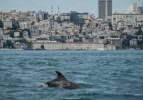 İstanbul Boğazı, turkuaz deniziyle b&uuml;y&uuml;lemişti! Bug&uuml;nk&uuml; sakinleri g&ouml;r&uuml;nt&uuml;lendi... 