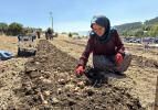 Karab&uuml;k'te ekimi başladı! Kilogramı 650 bin TL... 3 ayda hasat edilecek