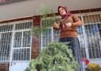 Ormanlardan izinle toplanıyor! Burdur'da &uuml;retilen &ccedil;elenkler Avrupa'ya ihra&ccedil; ediliyor