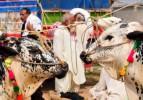 Pakistan'dan renkli kurbanlık pazarları