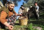 Zeytin hasadı başladı