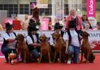 K&ouml;pek show fuarı'ndan renkli kareler
