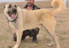 Kangal k&ouml;peğine pes dedirten &uuml;cret