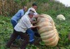 450 kiloluk bal kabağı yetiştirdi 