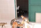 91 Kedi için belediye seferber oldu