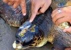 Yaralı caretta carettayı kurtarma seferberliği