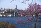 Erguvanlar İstanbul'u süslemeye başladı