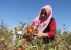 T&uuml;rkiye'de bir ilk, &ccedil;ift&ccedil;i kadınlar domatesten un yaptı