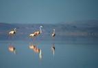 Tuz Gölü'nde 'flamingo kreşi' 