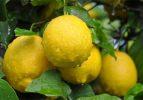 Limon dilimiyle uyumanın inanılmaz faydaları