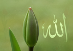 Allah'ın munafık saydıkları