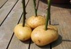 Patates içerisinde gül yetiştirdi
