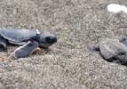 Caretta Carettalar yumurtadan &ccedil;ıktı