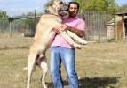 Otomobil parasına k&ouml;pek satın aldı