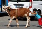 &Ccedil;ocukların en g&uuml;zel buzağı heyecanı