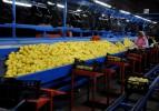 Mersin, limonda Meksika ile yarışıyor