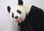 Panda Hao Hao yeni anne oldu