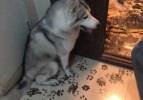 Evde 3 saat yalnız kalan k&ouml;pek sosyal medyayı salladı