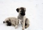 Kangal k&ouml;peklerinin donduran kıskan&ccedil;lığı