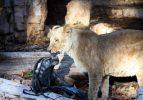 Aslanların arasına atlayan &ccedil;ılgın polis