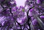 Japonya’nın gizli kalmış güzelliği 'Wisteria tüneli'